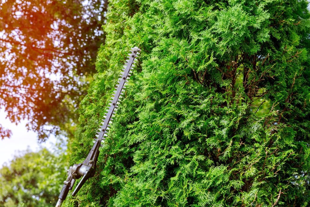 hedge trimmer cutting a conifer hedge