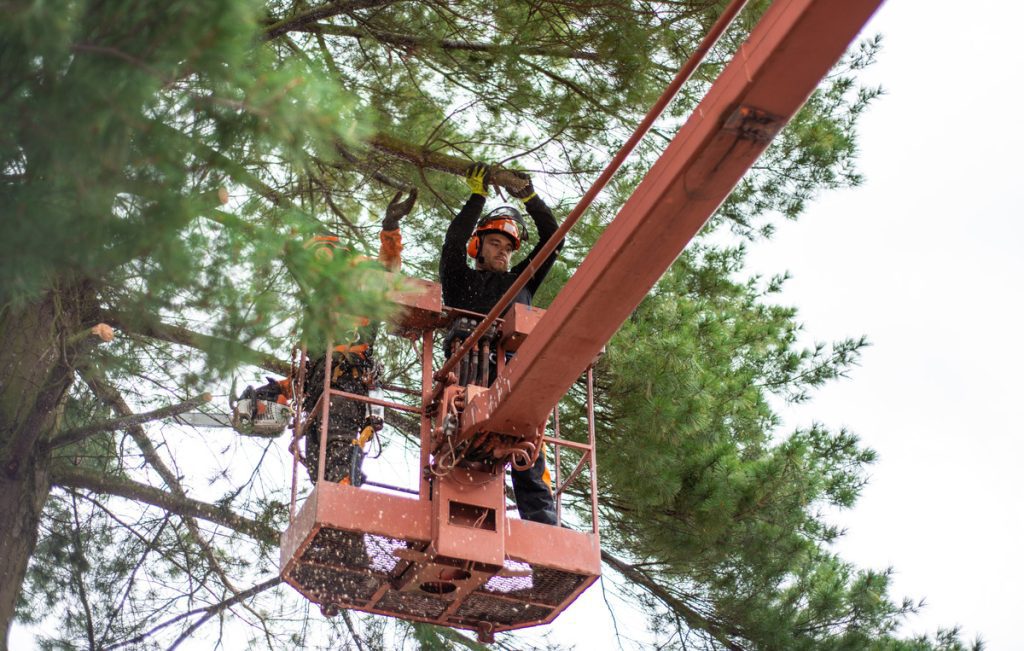 tree surgeon cutting down a tree 