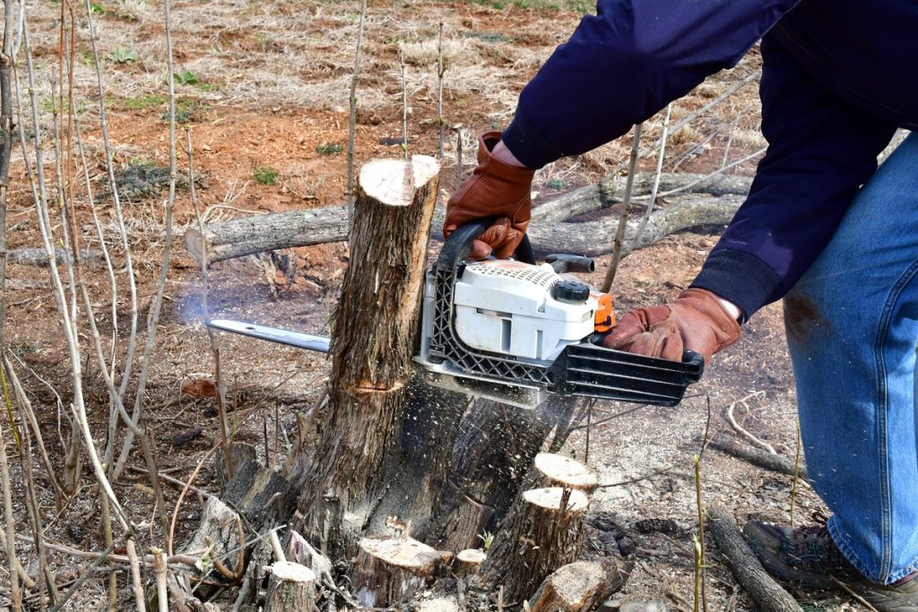tree stump being removed
