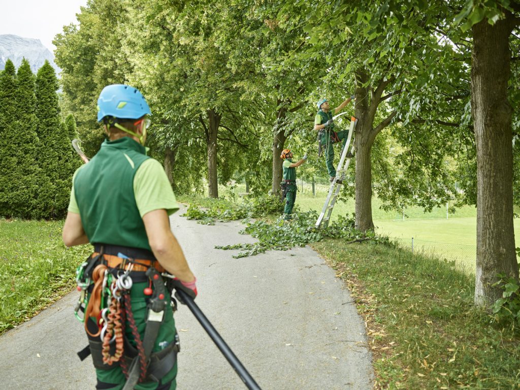 men crown thinning a tree