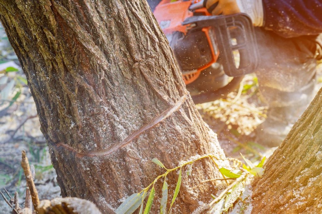 Chainsaw felling a tree 